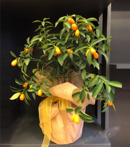 kumkuat